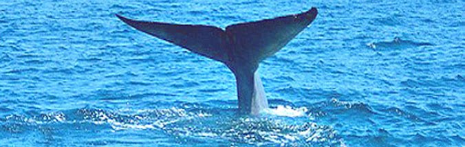 BLUE-WHALE-TAIL-2-C20resize