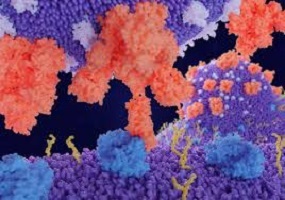 Blog: Not All Antibodies Are Equal